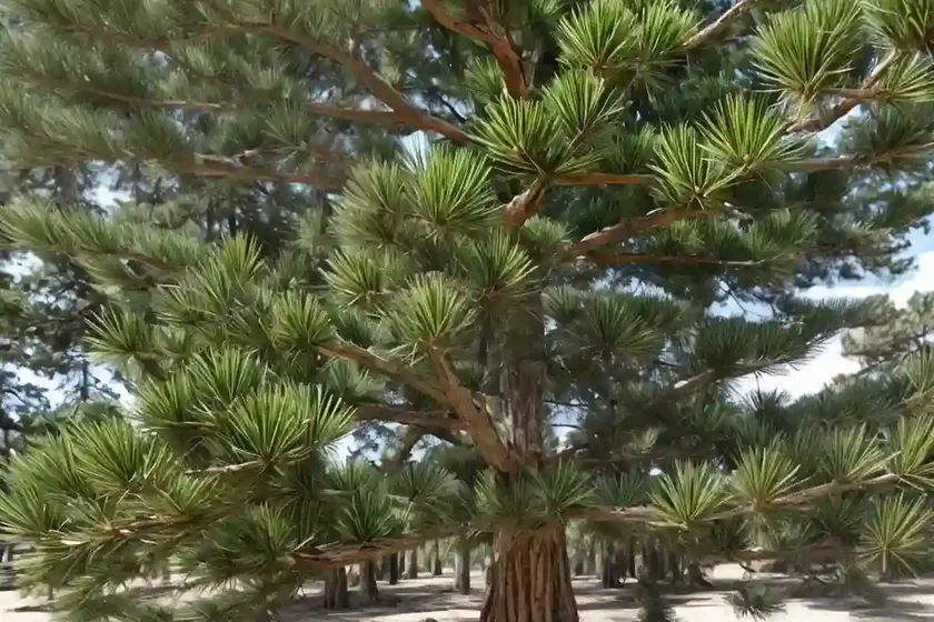 Aleppo pine (pinus halepensis) — photo 3