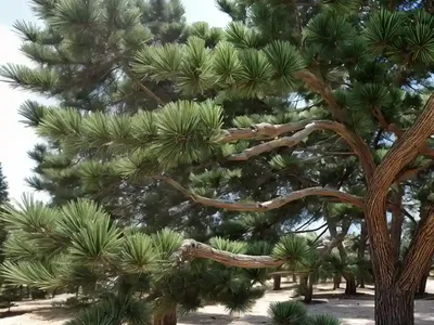 Aleppo Pine (Pinus Halepensis)