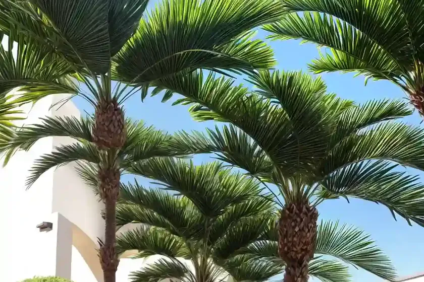 Alex palm (archontophoenix alexandrae) — photo 2