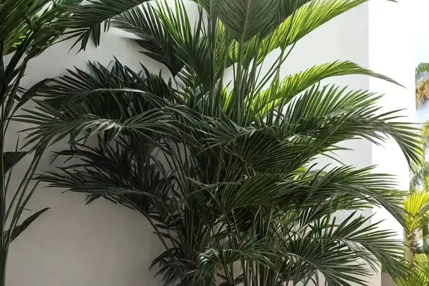 Alex palm (archontophoenix alexandrae) — photo 3