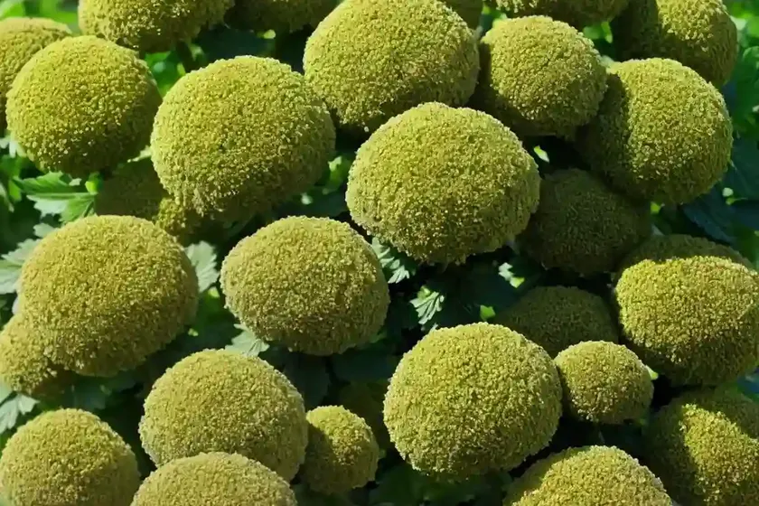 Alexanders (smyrnium olusatrum) — photo 2