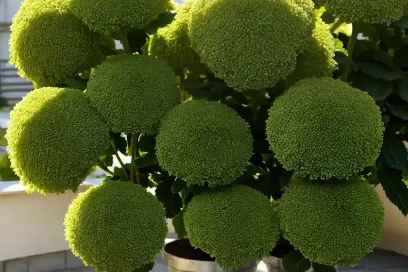 Alexanders (smyrnium olusatrum) — photo 3