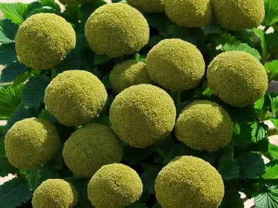 Alexanders (Smyrnium Olusatrum)