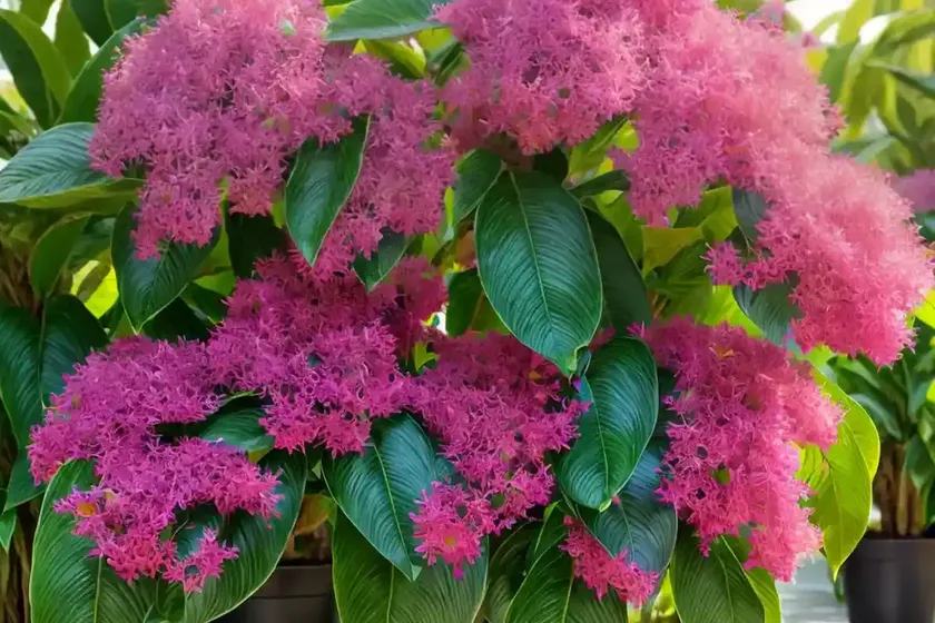 Alexandrian laurel (danae racemosa) — photo 2