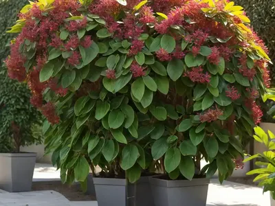 Alexandrian Laurel (Danae Racemosa)