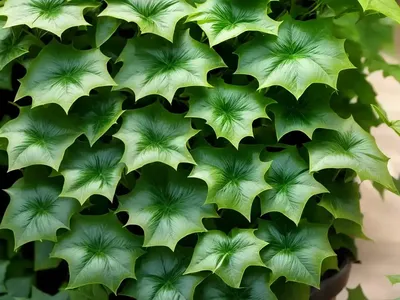 Algerian Ivy (Hedera Algeriensis)