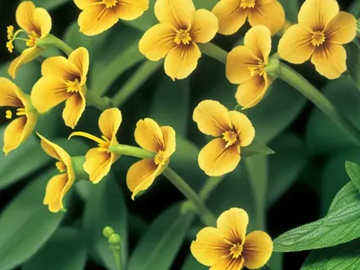 Allegheny Monkey-flower (Mimulus Ringens)