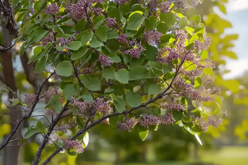 Allegheny Serviceberry (Amelanchier Laevis) — photo 2