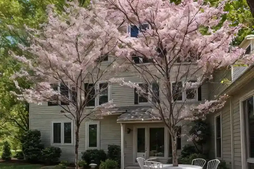 Allegheny Serviceberry (Amelanchier Laevis) — photo 3