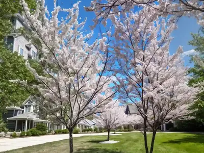 Allegheny Serviceberry (Amelanchier Laevis)