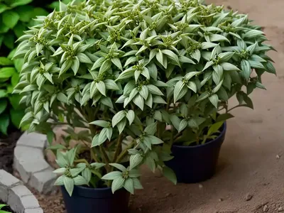 Allegheny Spurge (Pachysandra Procumbens)