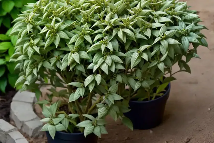 Allegheny spurge (pachysandra procumbens)
