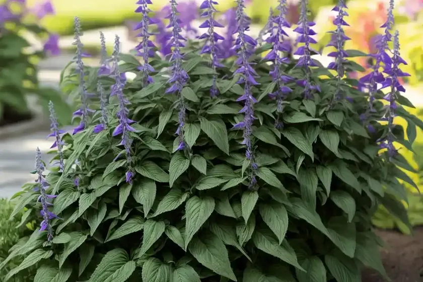 Allen chickering sage (salvia ‘allen chickering’) — photo 3