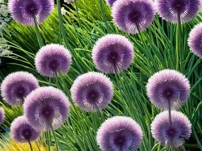 Allium (Allium Kunthianum)
