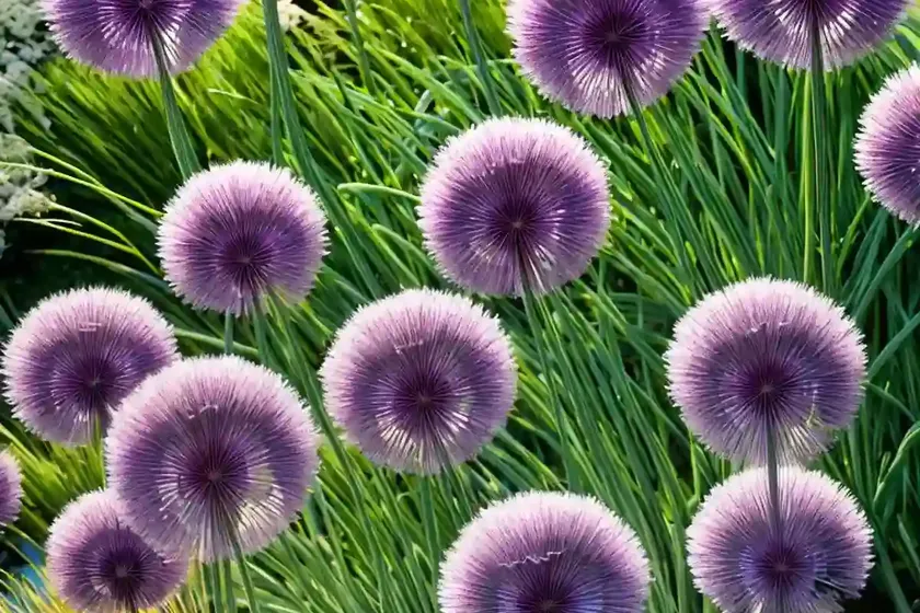 Allium (Allium Kunthianum)