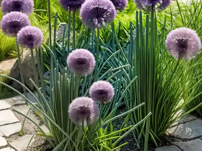 Allium Ampeloprasum (Wild Leek)
