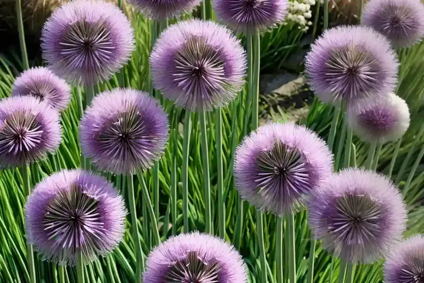 Allium amplectens ‘graceful beauty’ (ornamental onion) — photo 2