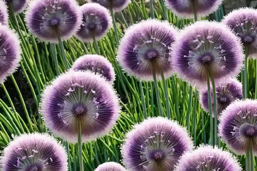 Allium amplectens ‘graceful beauty’ (ornamental onion) — photo 3
