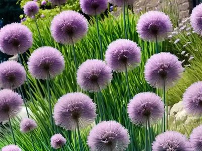 Allium Amplectens ‘Graceful Beauty’ (Ornamental Onion)