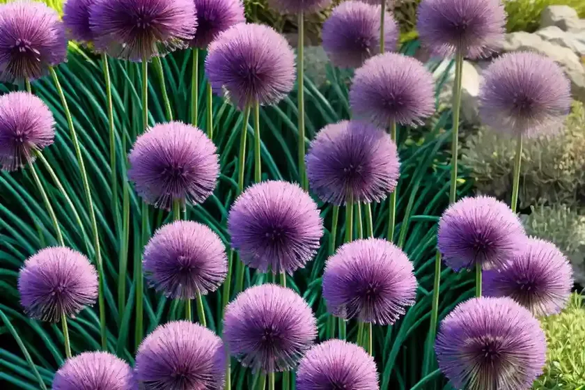 Allium atropurpureum (ornamental onion) — photo 3