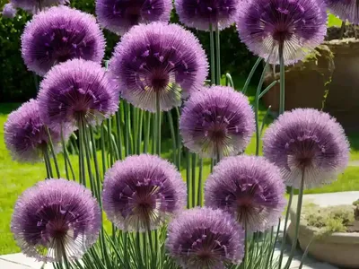 Allium Atropurpureum (Ornamental Onion)