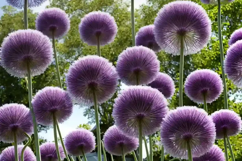 Allium caeruleum (ornamental onion) — photo 3