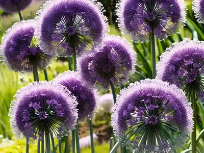 Allium Caeruleum (Ornamental Onion)