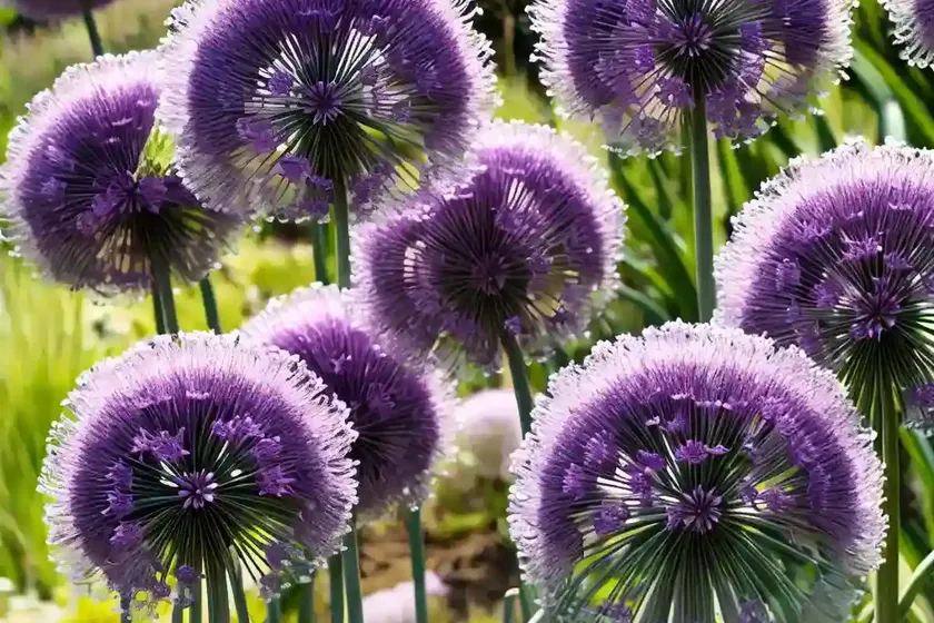 Allium caeruleum (ornamental onion)