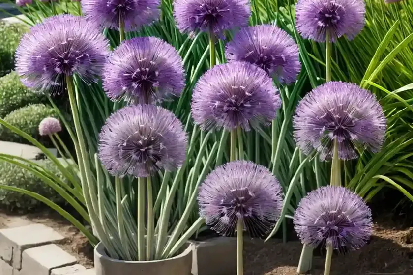 Allium cepa aggregatum group (shallot) — photo 3