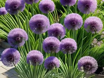 Allium Cepa Aggregatum Group (Shallot)