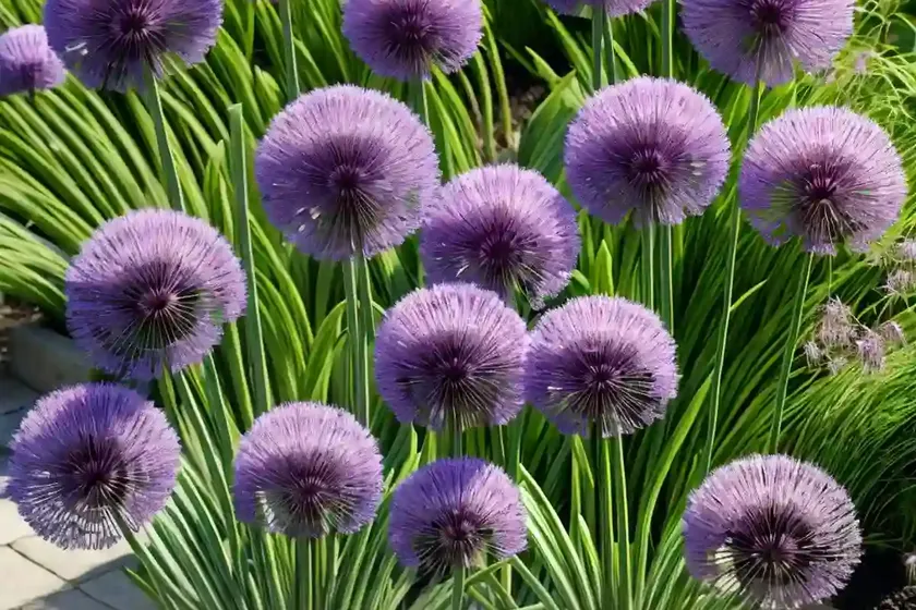 Allium cepa aggregatum group (shallot)