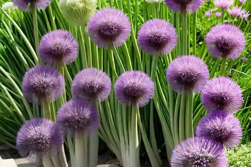 Allium cernuum (lady’s leek) — photo 2