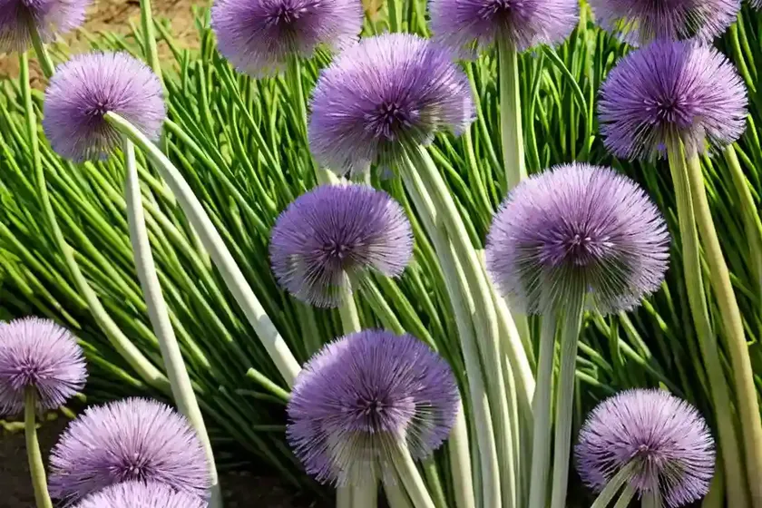Allium cernuum (lady’s leek) — photo 3