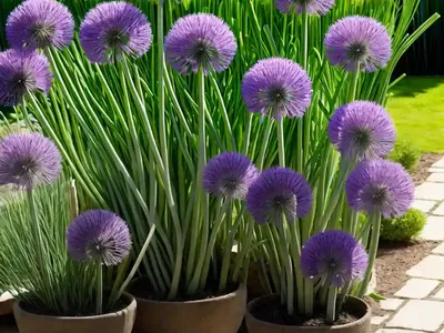 Allium Cernuum (Lady’s Leek)
