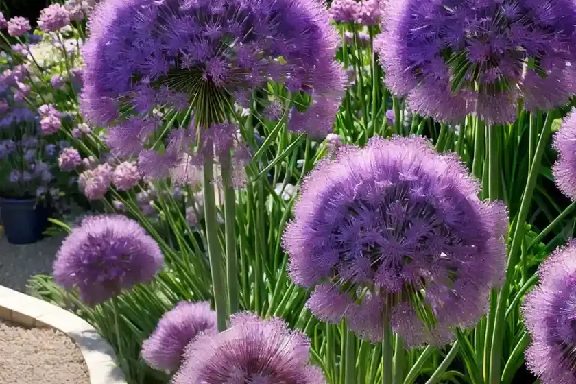 Allium cristophii (star of persia) — photo 3
