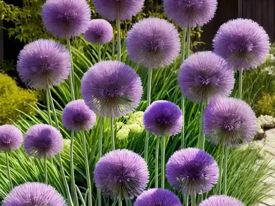 Allium Cristophii (Star Of Persia)
