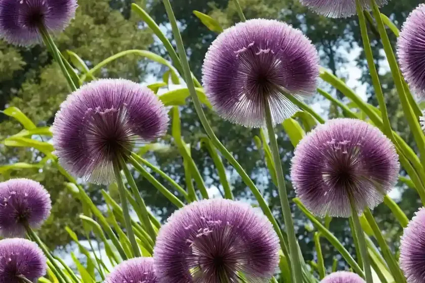 Allium ‘firmament’ (ornamental onion) — photo 2