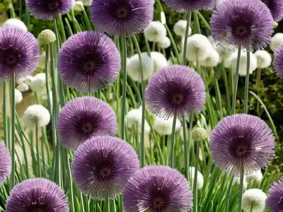 Allium ‘Firmament’ (Ornamental Onion)