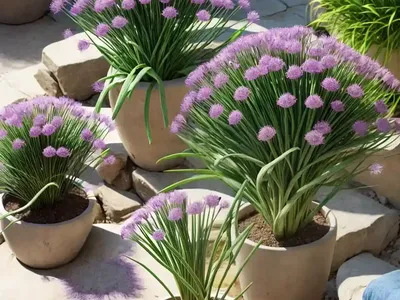 Allium Fistulosum (Scallion)
