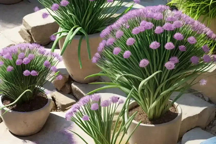 Allium fistulosum (scallion)