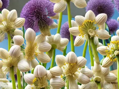 Allium Flavum (Yellow-Flowered Garlic)