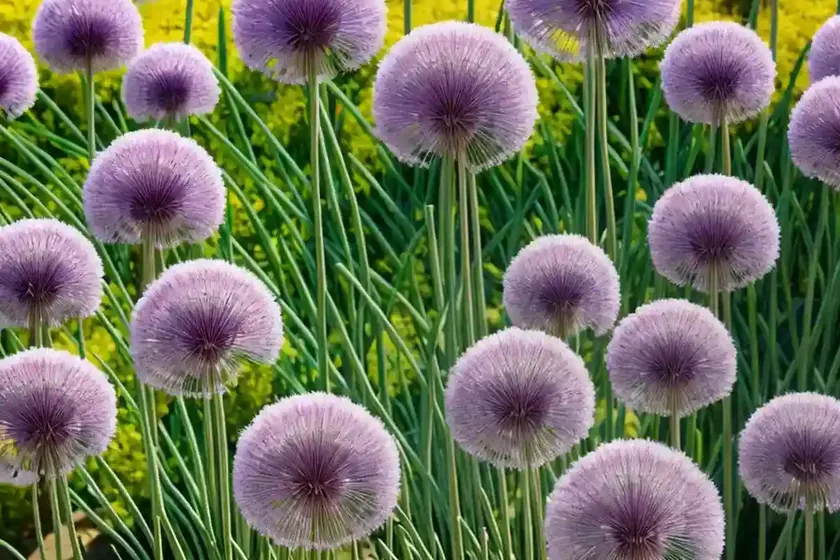Allium ‘gladiator’ (ornamental onion) — photo 2
