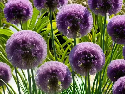 Allium ‘Gladiator’ (Ornamental Onion)