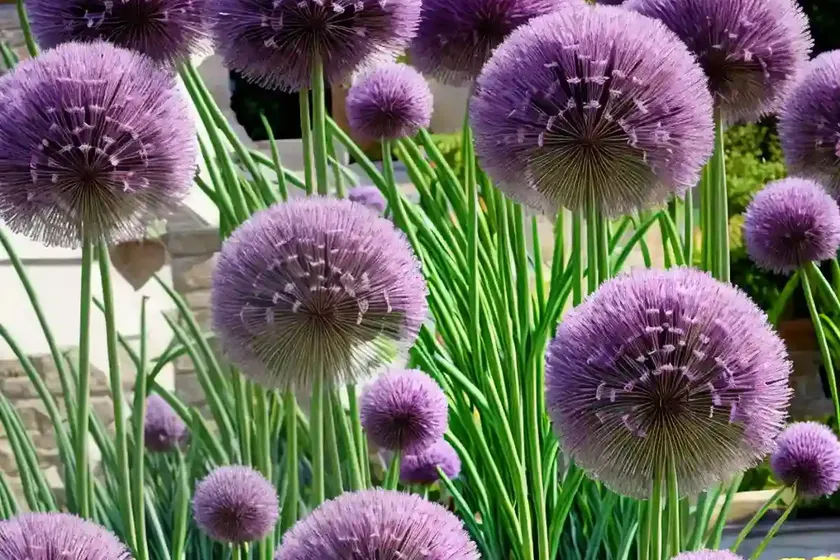 Allium ‘globemaster’ (ornamental onion) — photo 2