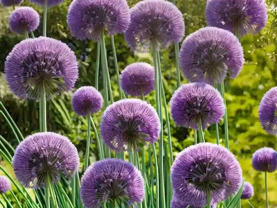 Allium ‘Globemaster’ (Ornamental Onion)