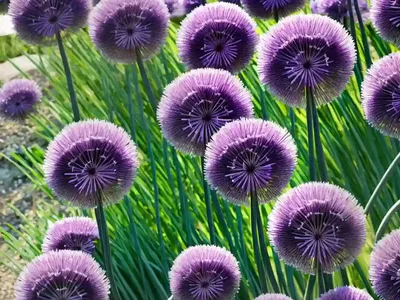 Allium Hollandicum ‘Purple Sensation’ (Ornamental Onion)