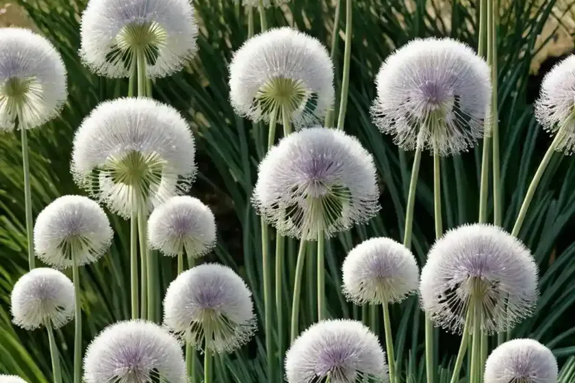Allium karataviense ‘ivory queen’ (turkistan onion) — photo 2