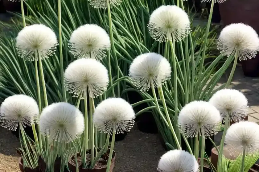 Allium karataviense ‘ivory queen’ (turkistan onion) — photo 3
