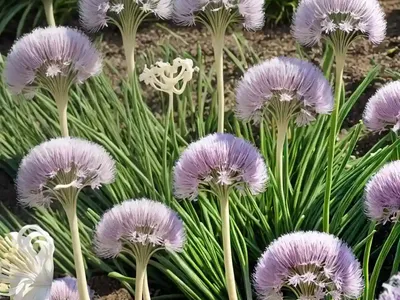 Allium Karataviense ‘Ivory Queen’ (Turkistan Onion)