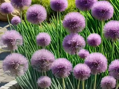 Allium Karataviense (Turkistan Onion)
